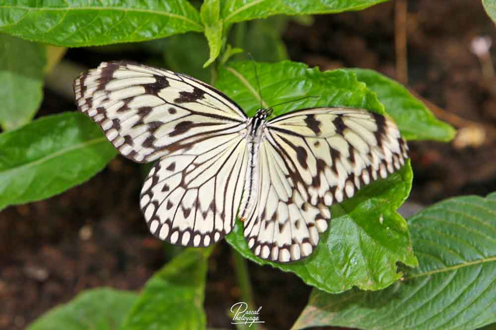 Idea leuconoe