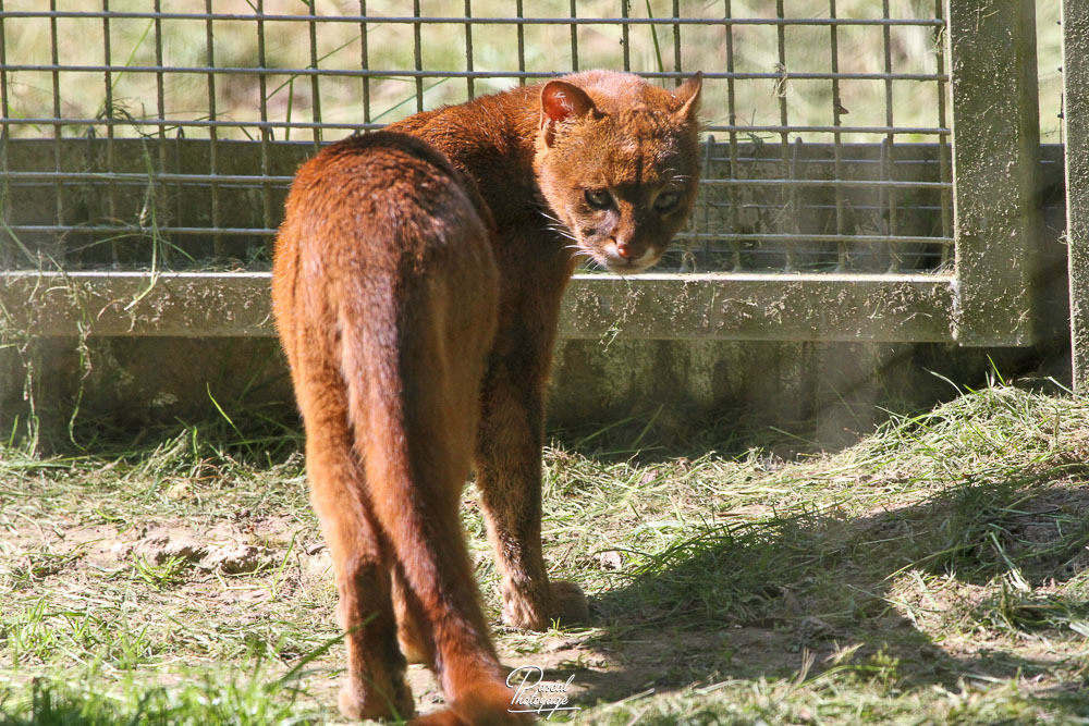 Jaguarondi