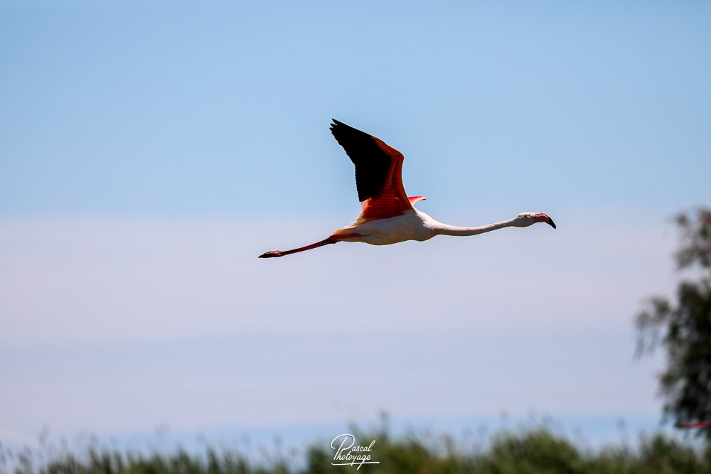 Flamant rose