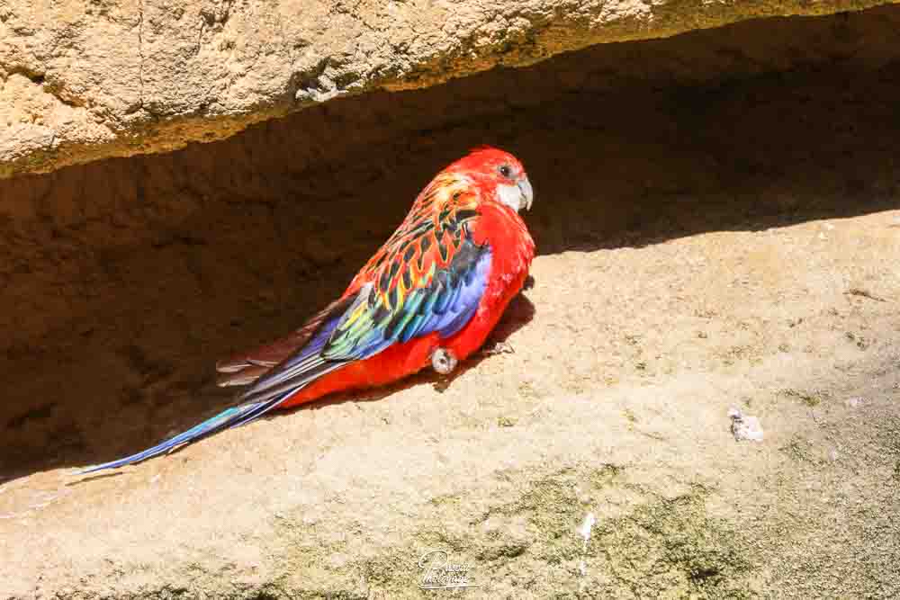 Perruche omnicolore