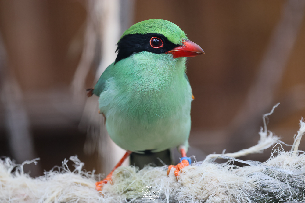 Pirolle à vntre jaune