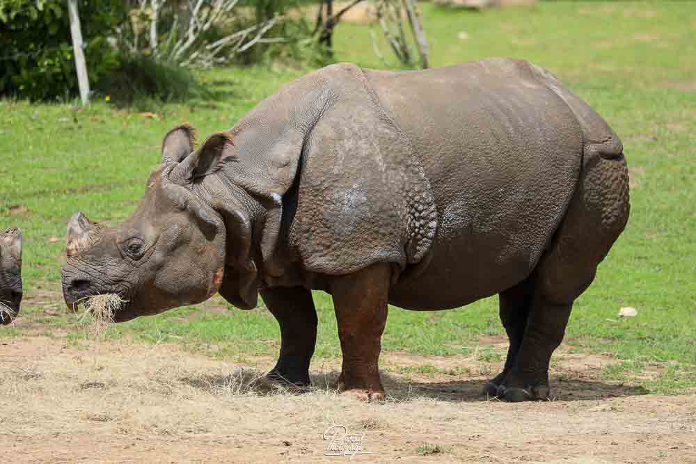 Rhinocéros indien