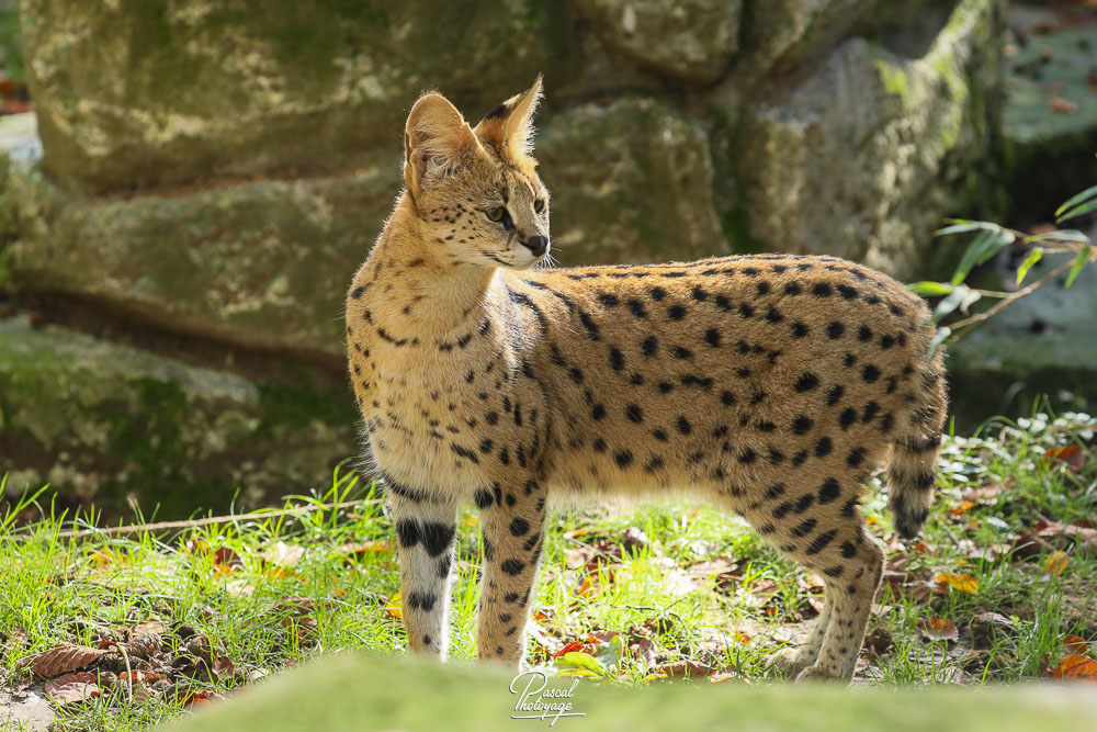 Serval