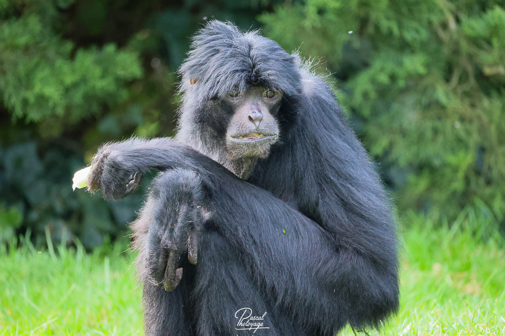 Siamang