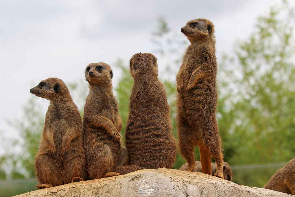 Suricate