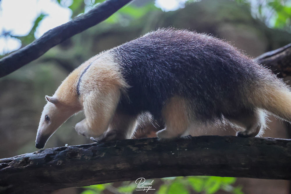 Tamandua