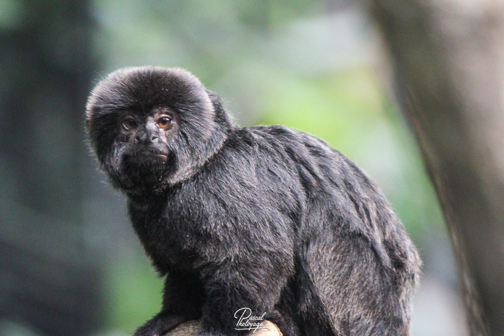 Tamarin de Goeldi