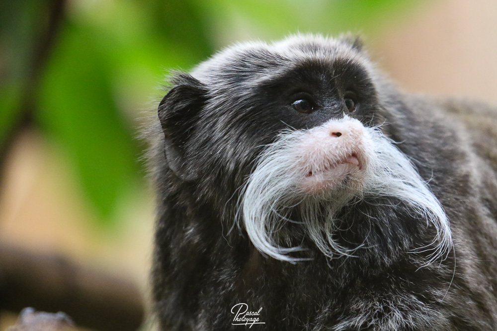 Tamarin empereur