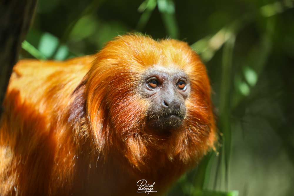 Tamarin-lion doré