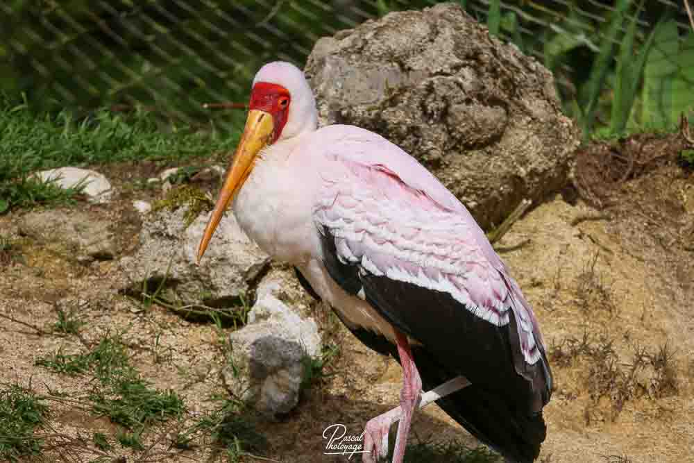 Tantale ibis