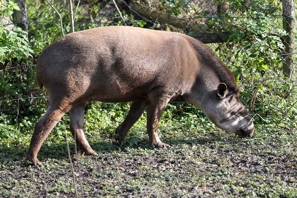 Tapir du Brésil