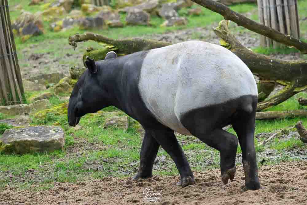 Tapir malais