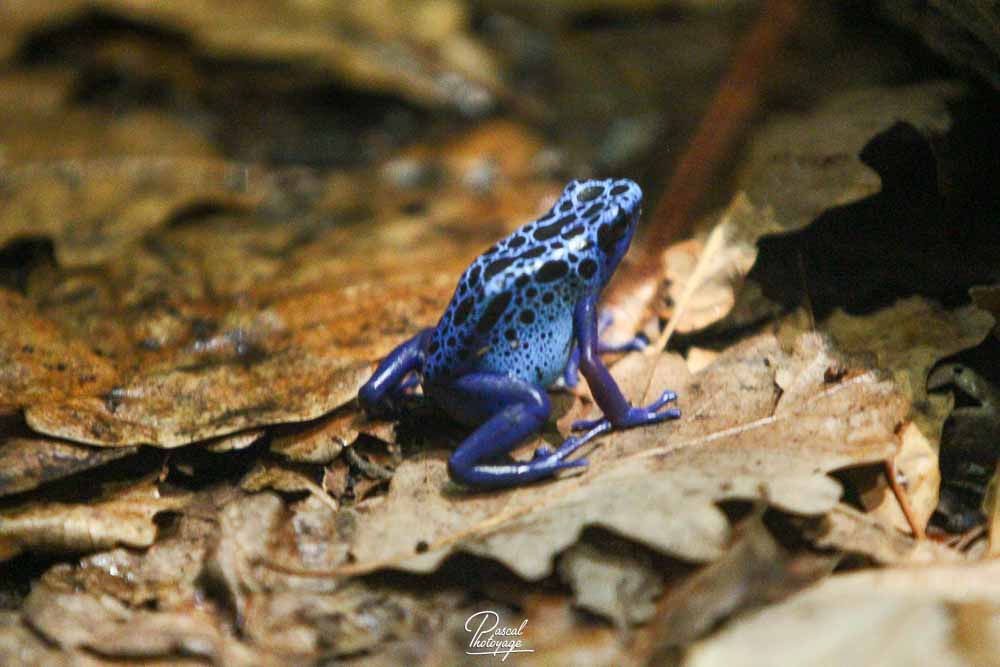 Dendrobate azureus