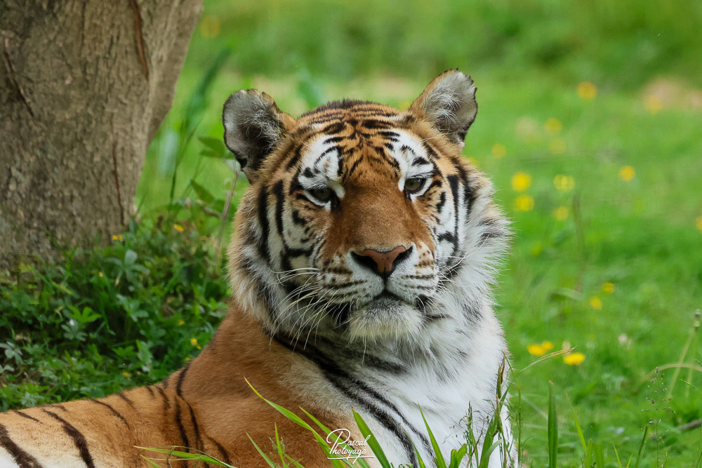 Tigre de Sibérie