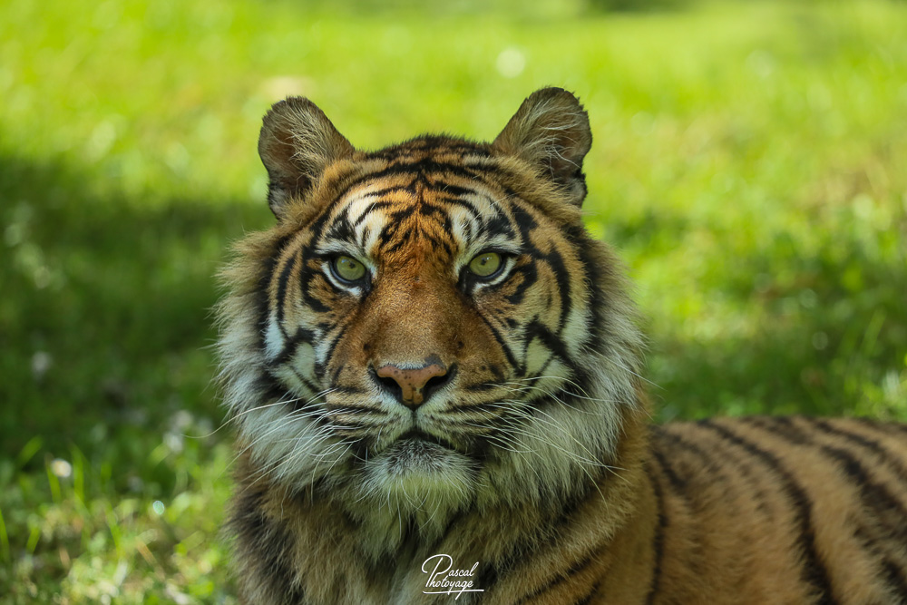 Tigre de Sumatra