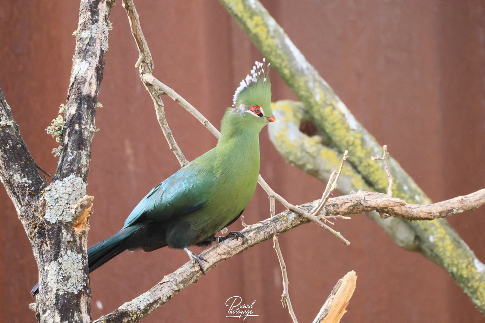 Touraco de Livingstone