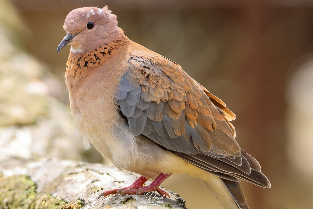 Tourterelle maillée