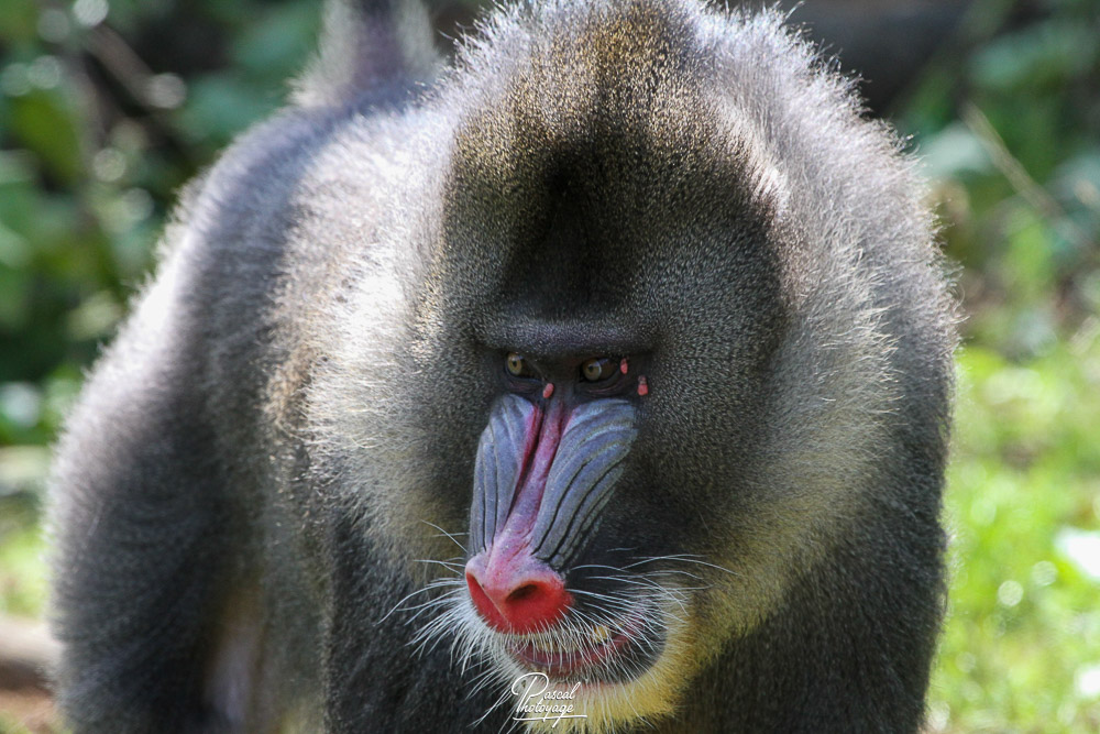 Mandrill