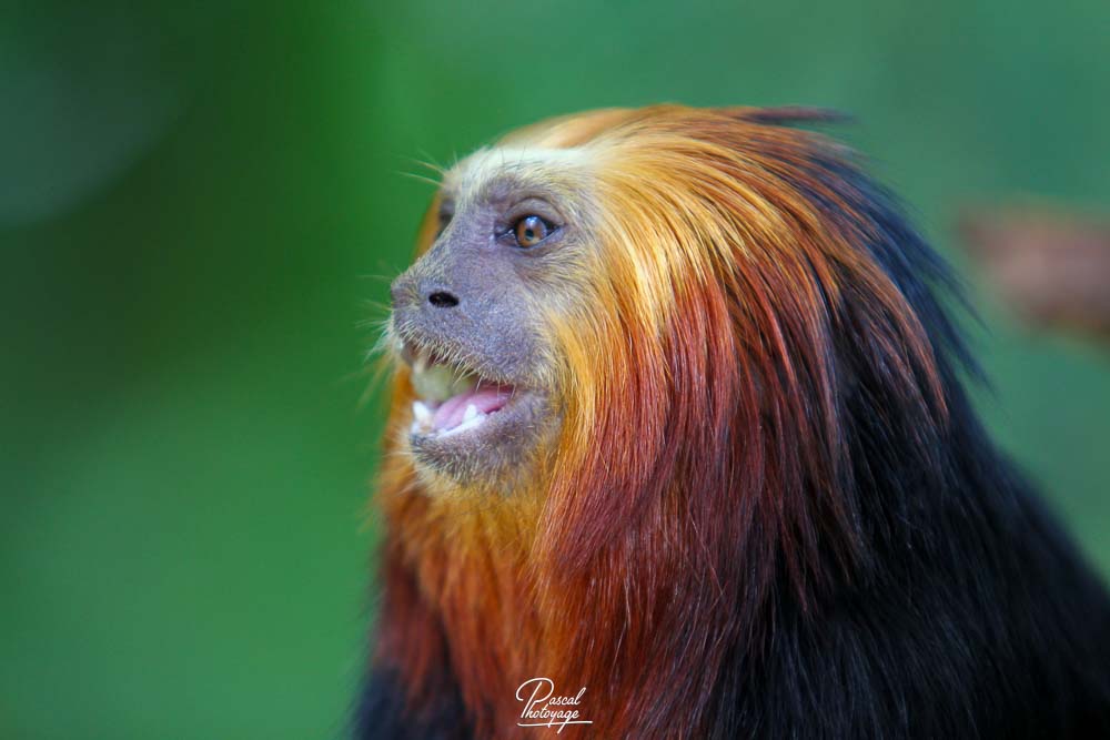 Tamarin-lion à tête dorée