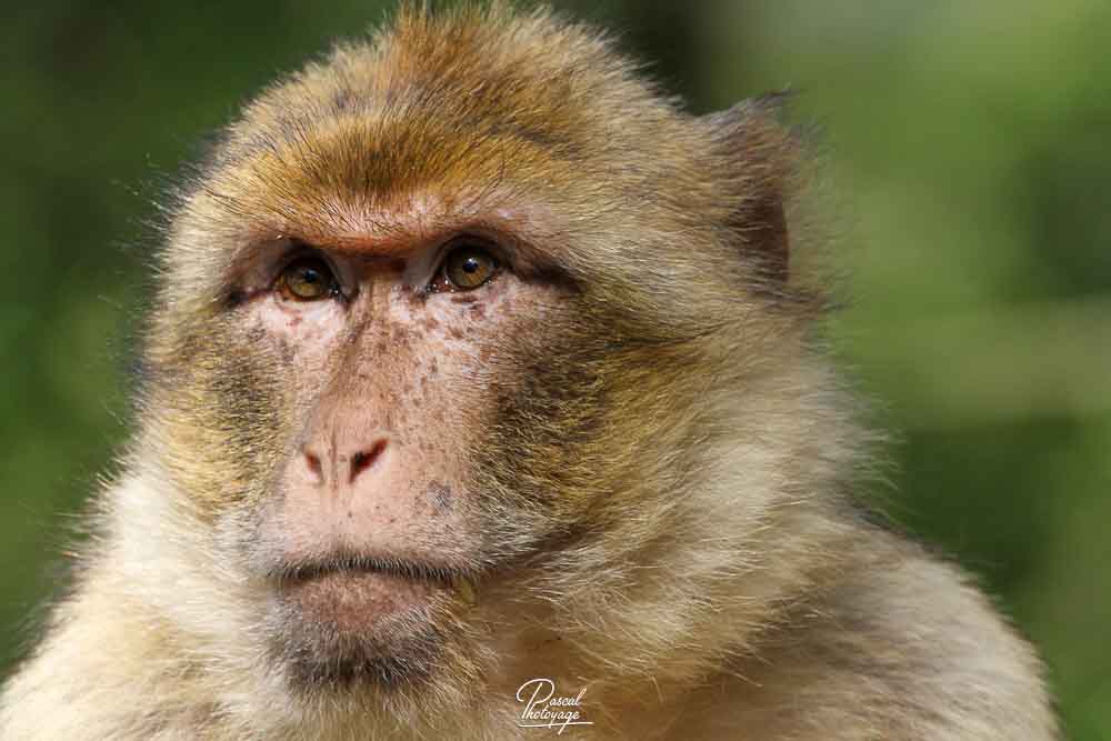 Macaque de Barbarie