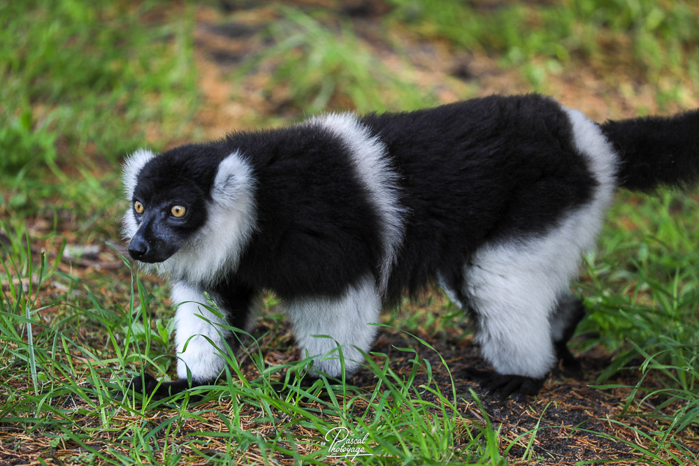 Vari à ceinture blanche