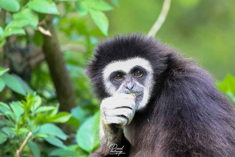 Gibbon à mains blanches