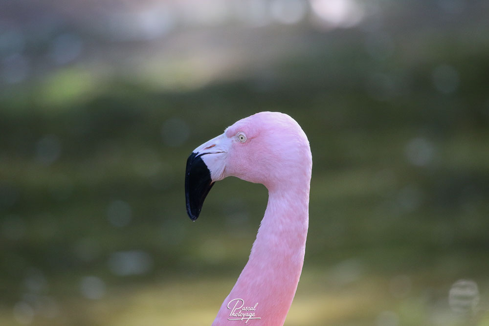 Flamant du Chili