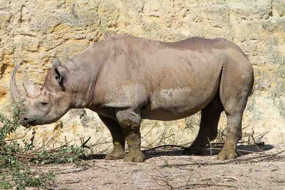 Rhinocéros noir