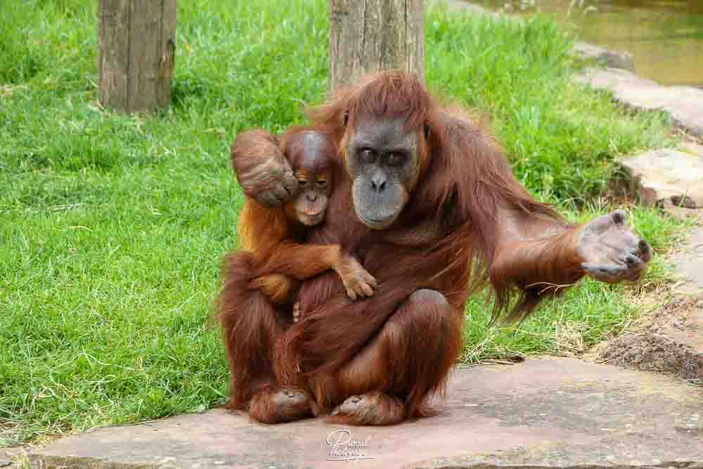 Orang-outan de Sumatra