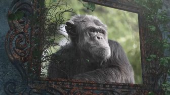 Les chimpanzés du zoo de La Flèche