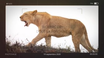 BioParc de Doué La Fontaine - Le cratère des carnivores