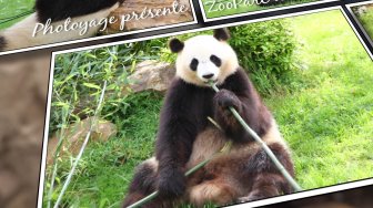 Les pandas géants de Beauval