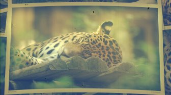 Jaguars du ZooParc de Beauval