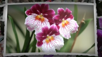 Les orchidées de Tropical Parc
