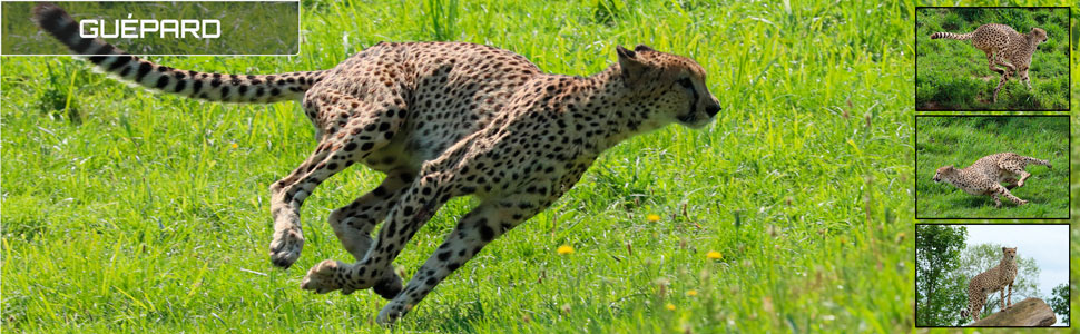 21_des_zoos_des_zanimaux_970x300px_bis.jpg