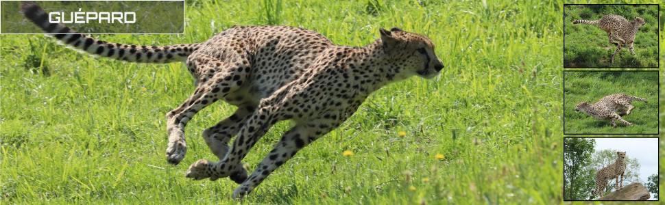 21_le_safari_des_zanimaux_970x300px.jpg