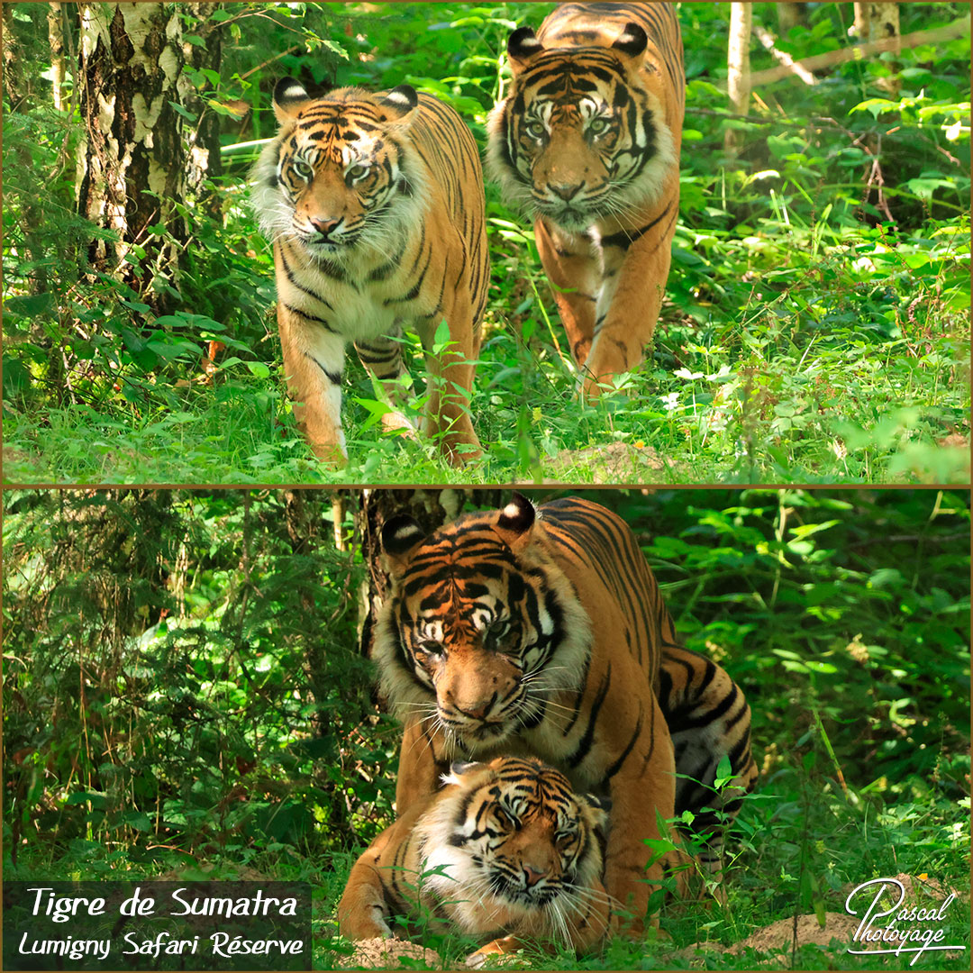 22758999_tigre_de_sumatra_02_-_lumigny_safari_reserve_-_layout_52_1080x1080.jpg