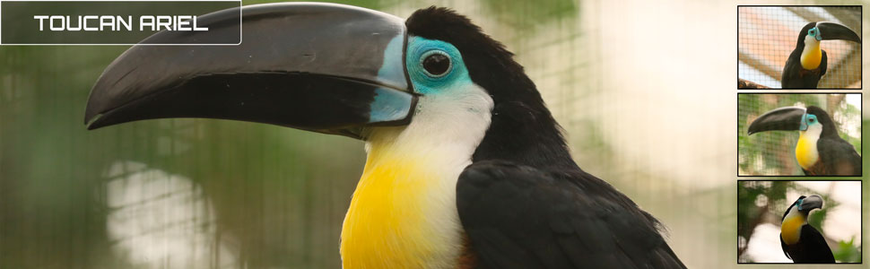 22_des_zoos_des_zanimaux_970x300px_bis.jpg