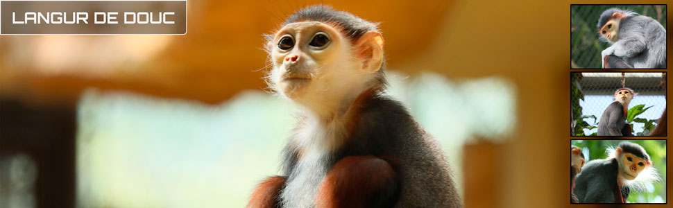 23_des_zoos_des_zanimaux_970x300px_bis.jpg