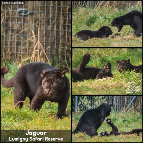 24959542_jaguar_noir_01_-_lumigny_safari_reserve_-_layout_67.jpg