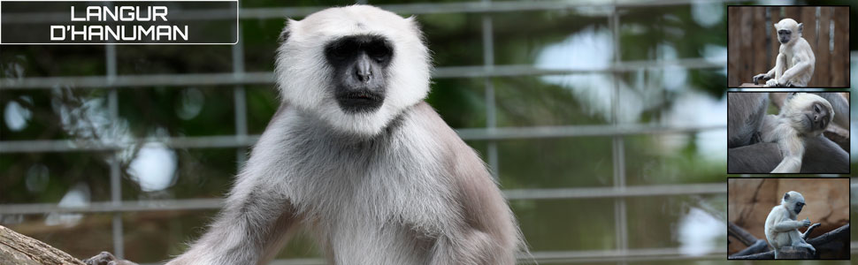 24_des_zoos_des_zanimaux_970x300px_bis.jpg