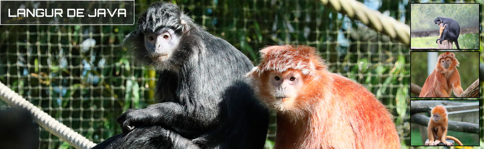 25_des_zoos_des_zanimaux_970x300px_bis.jpg