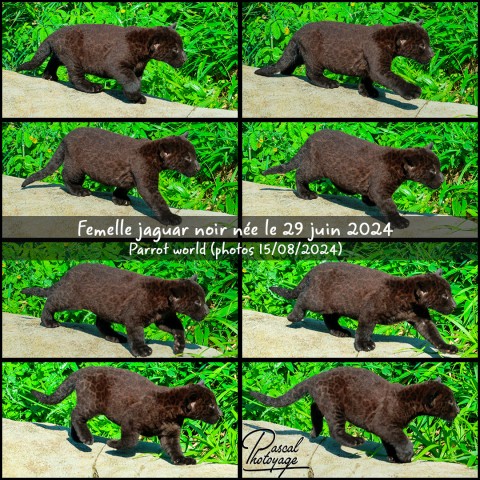 26579514_jaguar_noir_01_-_parrot_world_-_layout_53.jpg