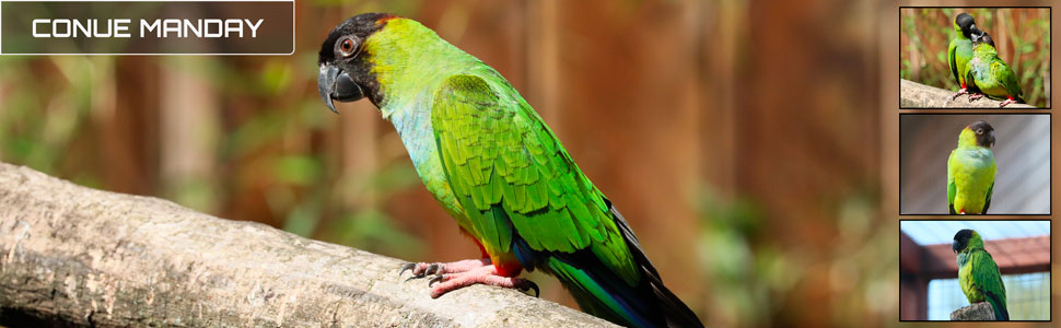 26_des_zoos_des_zanimaux_970x300px_bis.jpg