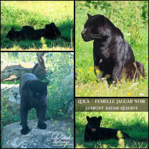 27497999_jaguar_noir_01_-_lumigny_safari_rserve_-_layout_10.jpg