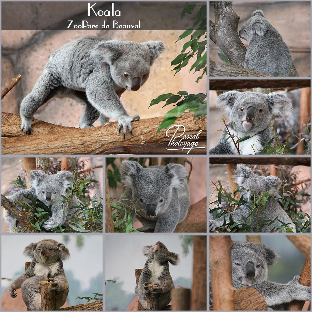 28102135_beauval_-_koala_01_-_layout_44_1080x1080.jpg