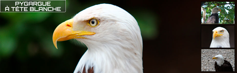 28_des_zoos_des_zanimaux_970x300px_bis.jpg