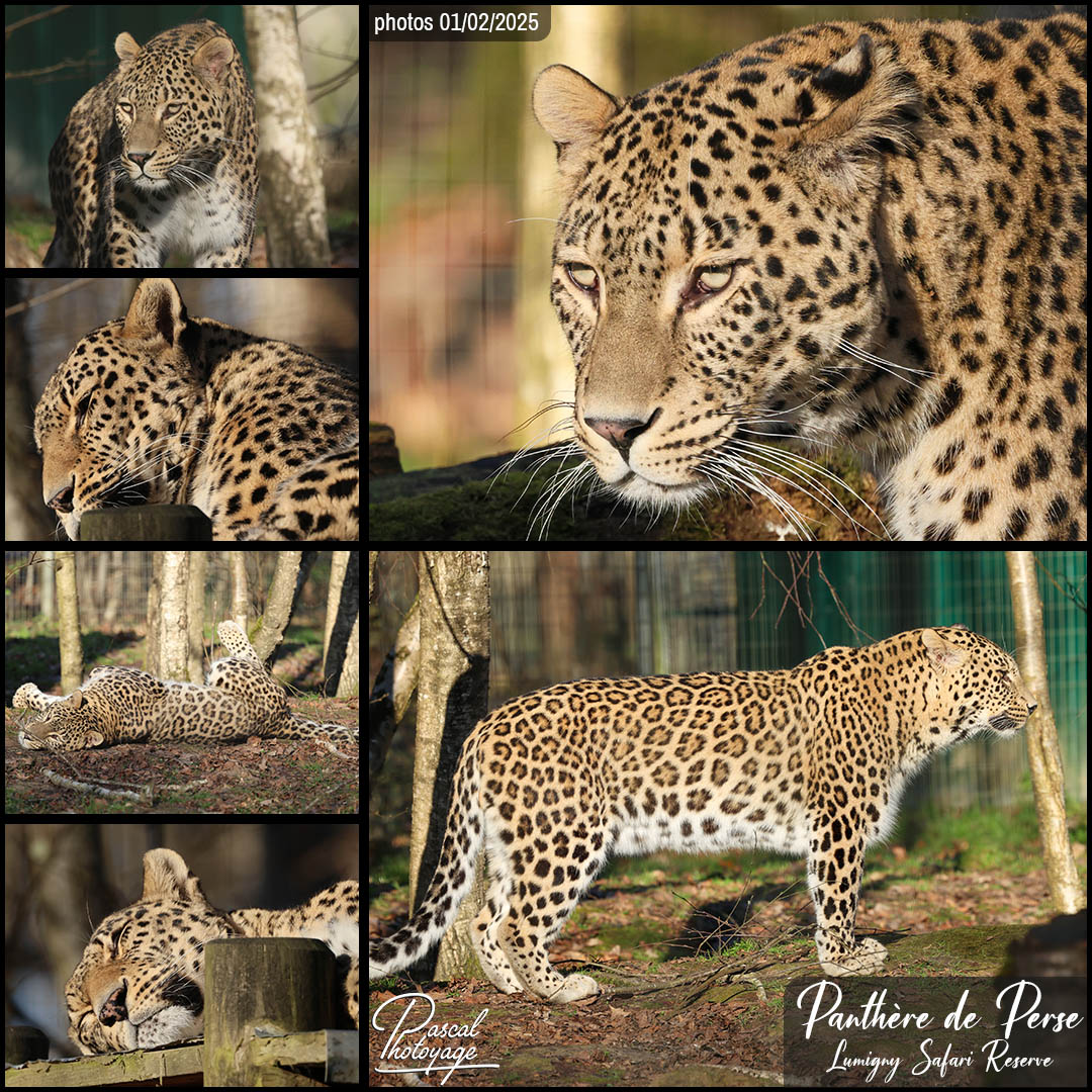 29244507_panthere_de_perse_01_-_lumigny_safari_reserve_-_layout_65_1080x1080.jpg