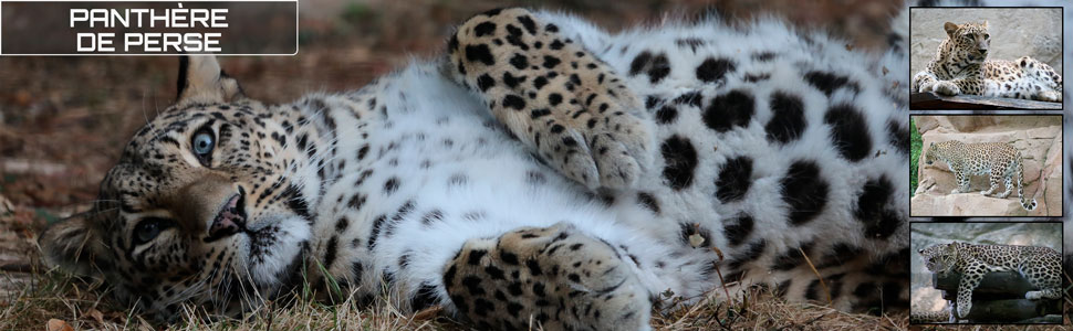 29_des_zoos_des_zanimaux_970x300px_bis.jpg