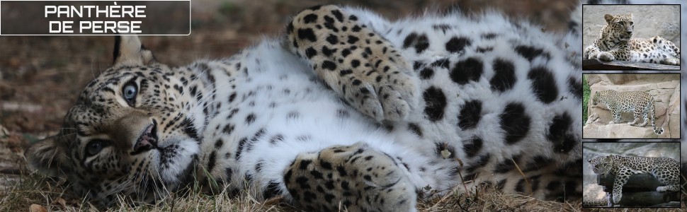 29_le_safari_des_zanimaux_970x300px.jpg